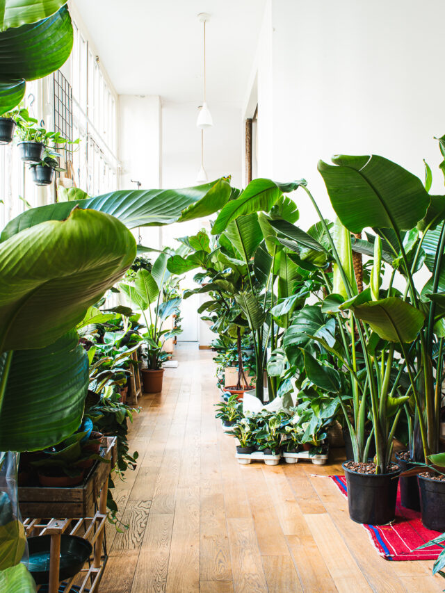 bocklip-experience-sweet-jungle-des-plantes-mais-pas-que-1